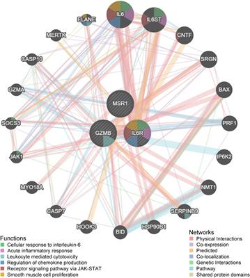 Elucidating macrophage scavenger receptor 1’s mechanistic contribution as a shared molecular mediator in obesity and thyroid cancer pathogenesis via bioinformatics analysis